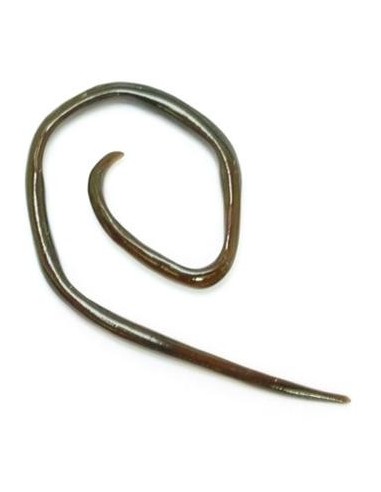Minidilatador espiral angulada