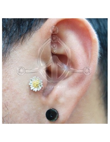 Tragus Margarita Oro 42