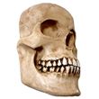 Media calavera resina