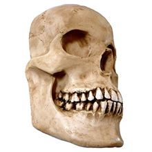 Half resin skull