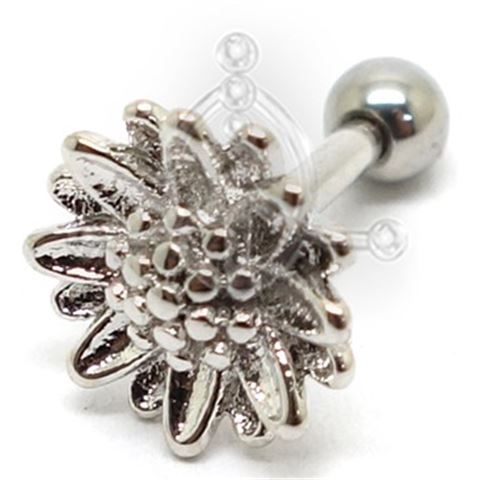 Tragus Margarita 46