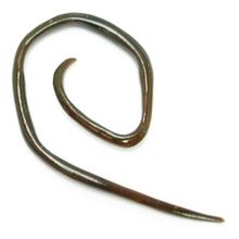 Mini-Stretching - Angled Ear Spiral