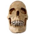 Media calavera resina