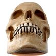 Media calavera resina
