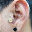 Tragus Margarita Oro 42