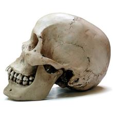 Resin skull