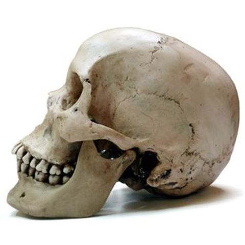 Resin skull