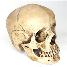 WOMAN resin skull