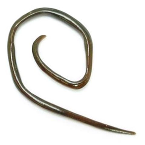 Mini-Stretching - Angled Ear Spiral